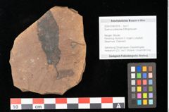 Foto (Objekt + Etikett) von Quercus palaeoilex Ettingshausen (NHMW-GEO-2024-0188-0918)